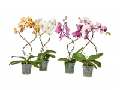 Phalaenopsis Tornado CHF 14.99