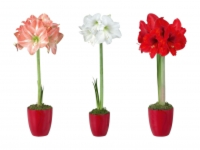 Amaryllis in roter Keramik CHF 4.99
