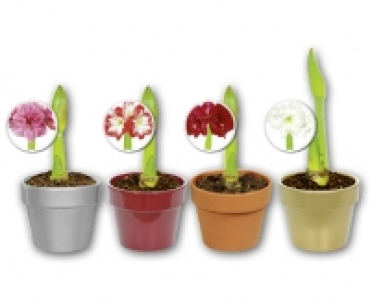 Amaryllis CHF 4.99