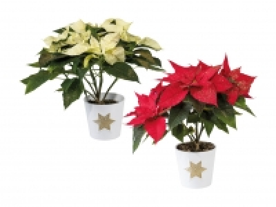 Weihnachtsstern in Keramik CHF 7.99
