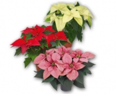 Weihnachtsstern CHF 2.99