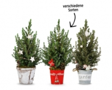 Weihnachtsbäumchen CHF 12.99