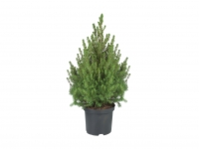 Zuckerhutfichte CHF 9.99
