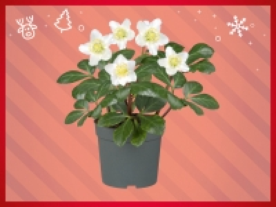 Christrose CHF 3.49