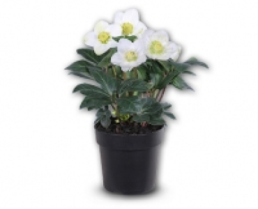 Schneerose