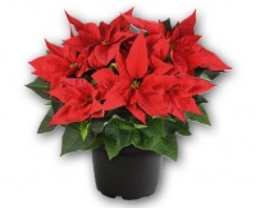 Weihnachtsstern CHF 7.99