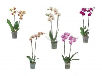 Phalaenopsis 2-Stieler CHF 7.95