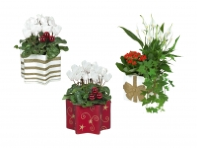 Blühpflanzen in Weihnachtskeramik CHF 7.99