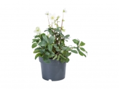 XXL-Christrose (Helleborus Niger) CHF 9.99