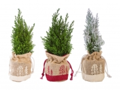 Weihnachtskonifere CHF 2.49