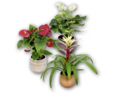 Bluhpflanze CHF&nbsp;9.99