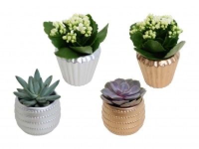 Kalanchoe und Sukkulenten in Keramik CHF 2.99