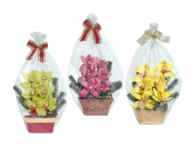 Weihnachts-Orchideen 6er-Gesteck CHF 9.99