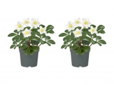 Christrose (Helleborus Niger) CHF 3.49