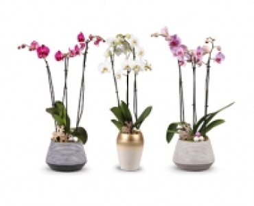 Orchidee 3 Triebe CHF 19.99