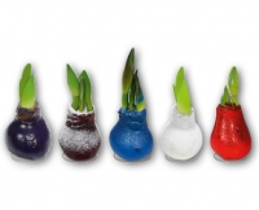 Wachs-Amaryllis CHF 6.99