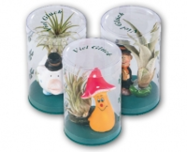 Glucksbringer Tillandsie CHF&nbsp;2.99