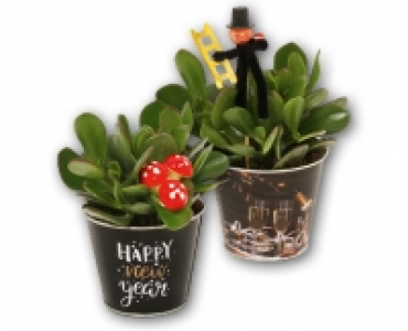 Geldbaum CHF&nbsp;2.99