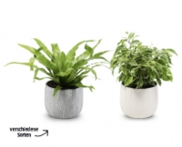 Grunpflanze CHF 4.99