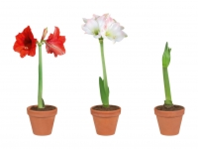 Amaryllis im Terracottatopf CHF 3.99