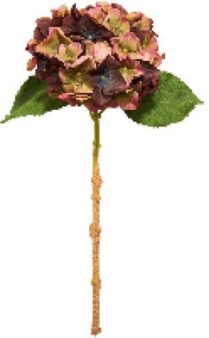 AUTUMN Hortensien CHF 4.45