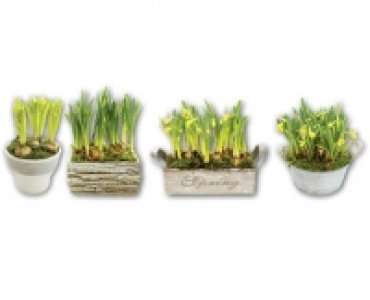 Zwiebelpflanzen-Arrangement CHF 9.99