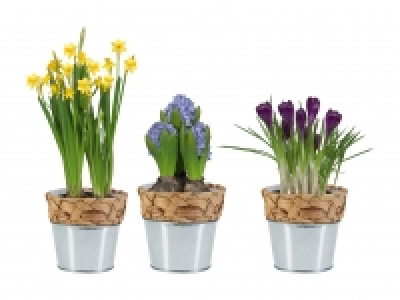 Blumenzwiebeln im Wassergrastopf CHF 3.99