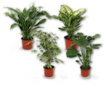 Feng Shui Energiepflanze CHF 7.99