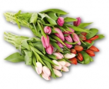 Tulpen CHF 3.99