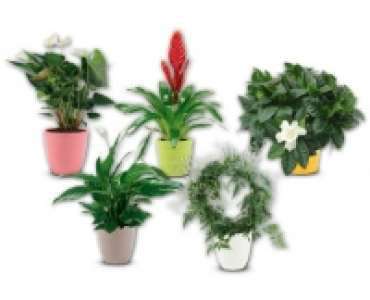 Exotisches Pflanzensortiment CHF 7.99