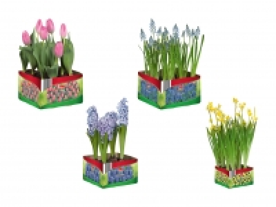 Blumenzwiebeln CHF 4.99