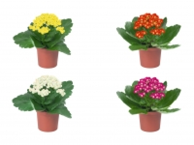 Lidl  Mini Kalanchoe