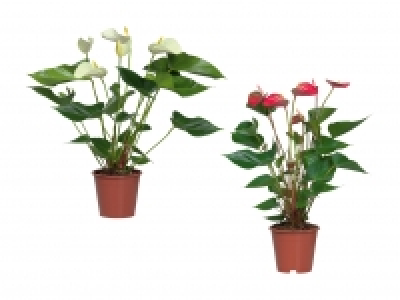 Anthurium Andreanum