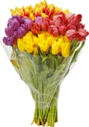 Tulpen