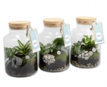 Pflanzenterrarium CHF 17.99