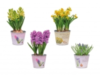 Blumenzwiebeln im Zinktopf CHF 2.99