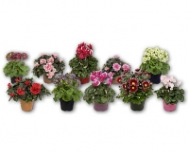 Bluhpflanze CHF&nbsp;2.99