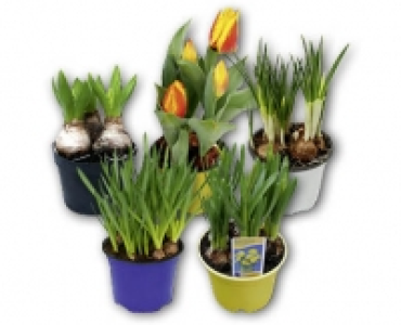 Zwiebelpflanze CHF 2.49