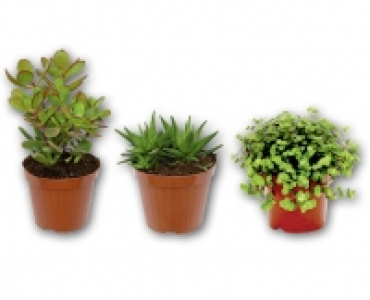 Sukkulenten-Mix CHF 2.99