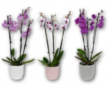 Orchidee 3-Trieber CHF 14.99