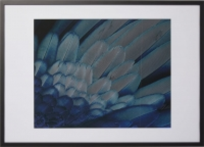 FEATHER Bild gerahmt CHF 24.95