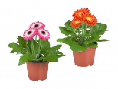 Gerbera-Mix CHF 2.99
