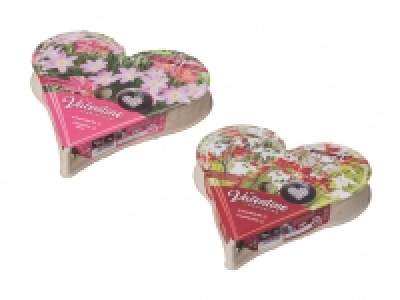 Lidl  Zwiebelpflanzentray in Herzform