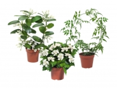 Jasminum, Stephanotis-Bogen und Gardenia Busch