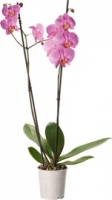 Denner  Orchidee Phalaenopsis