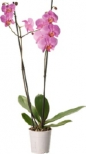 Denner  Orchidee Phalaenopsis