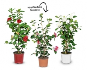 Kamelie CHF&nbsp;9.99