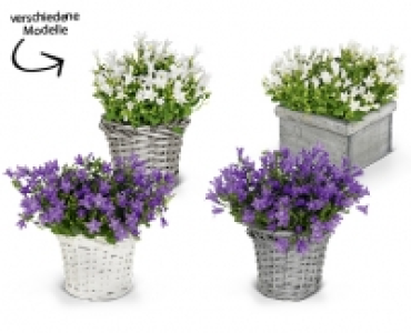 Aldi Suisse  Glockenblume
