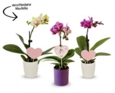 Mini-Orchidee CHF 4.99