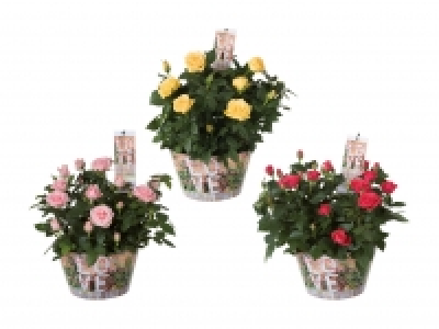 Rosenschale «Love» CHF 9.99